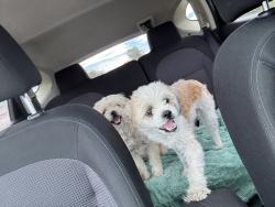 Lost Female Dog last seen rorimer elementary, La Puente, CA 91744