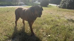 Reunited Male Dog last seen Near Intersection of Bullard Rd and Lost Mountain Rd, Powder Springs, GA 30127