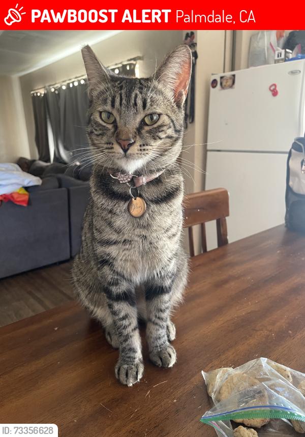 Lost Female Cat last seen Palmdale blvd, Palmdale, CA 93550
