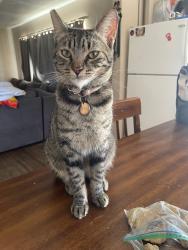 Lost Female Cat last seen Palmdale blvd, Palmdale, CA 93550