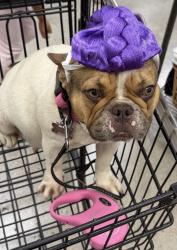 Lost Female Dog last seen Cole grade, Valley Center, CA 92082