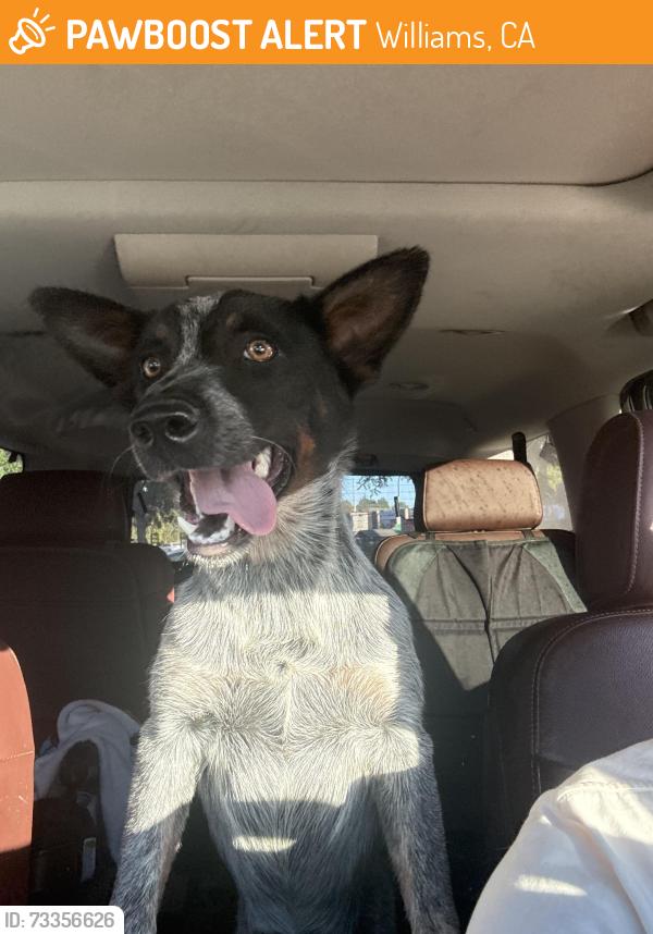 Found/Stray Female Dog last seen Williams ca, Williams, CA 95987