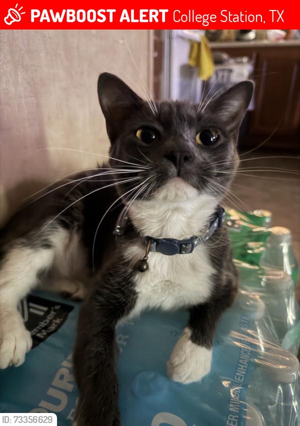 Lost Female Cat last seen Near krenek tap rd, College Station, TX 77840