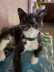 Lost Female Cat last seen Near krenek tap rd, College Station, TX 77840