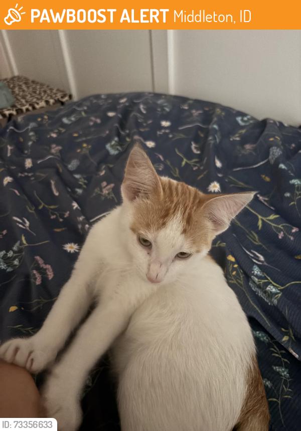 Found/Stray Male Cat last seen Foote Park, Middleton, Middleton, ID 83644