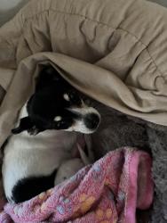 Lost Female Dog last seen near San Pablo Ave, in San Pablo, dolar tree, San Pablo, CA 94806