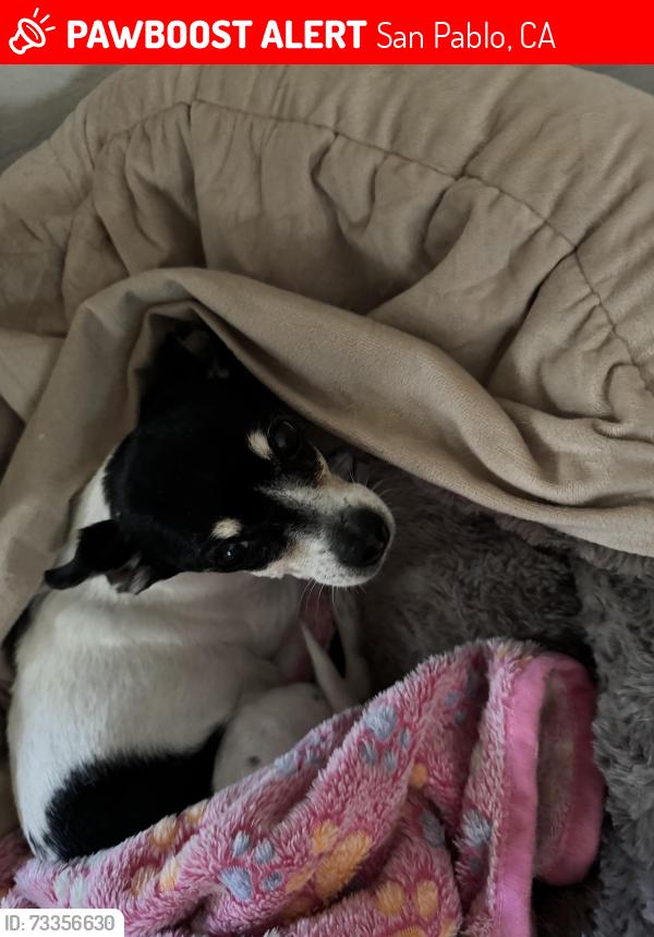 Lost Female Dog last seen near San Pablo Ave, in San Pablo, dolar tree, San Pablo, CA 94806