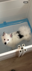 Reunited Male Dog last seen 94th street and faraghat road, Brooklyn, NY 11236