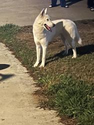 Found/Stray Male Dog last seen Deborah Ct and Celeste, Riverside, CA 92507