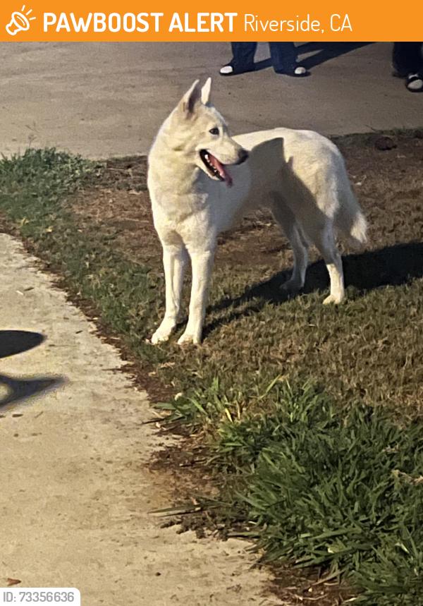 Found/Stray Male Dog last seen Deborah Ct and Celeste, Riverside, CA 92507