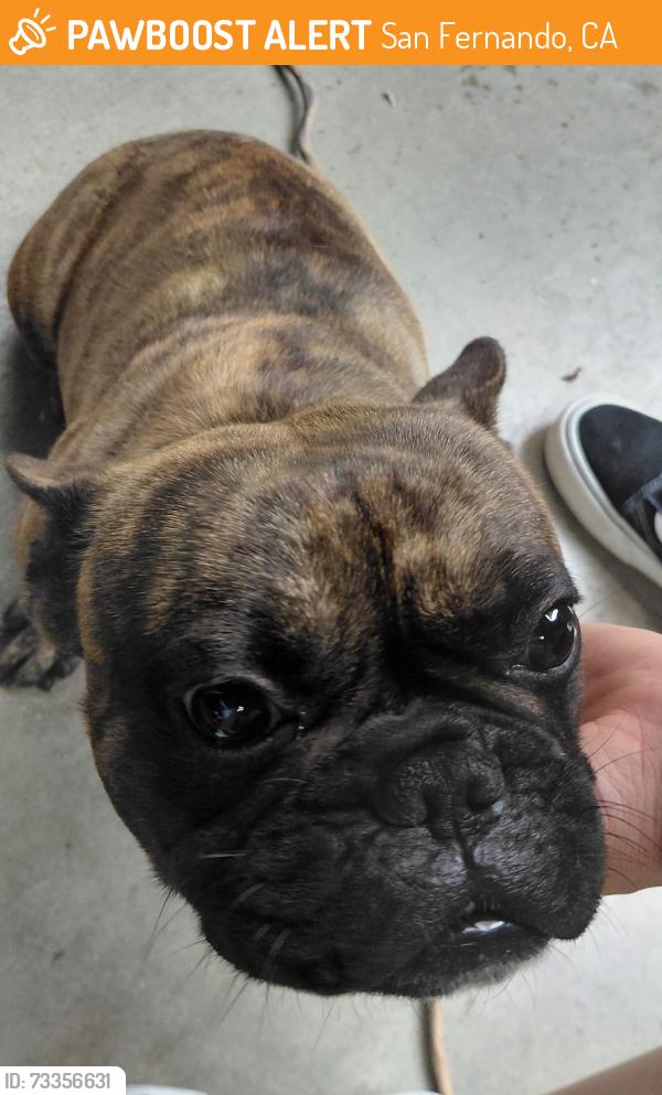 Found/Stray Male Dog last seen Hubbard Ave and 2nd st, San Fernando, CA 91341