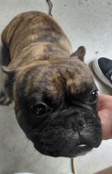 Found/Stray Male Dog last seen Hubbard Ave and 2nd st, San Fernando, CA 91341