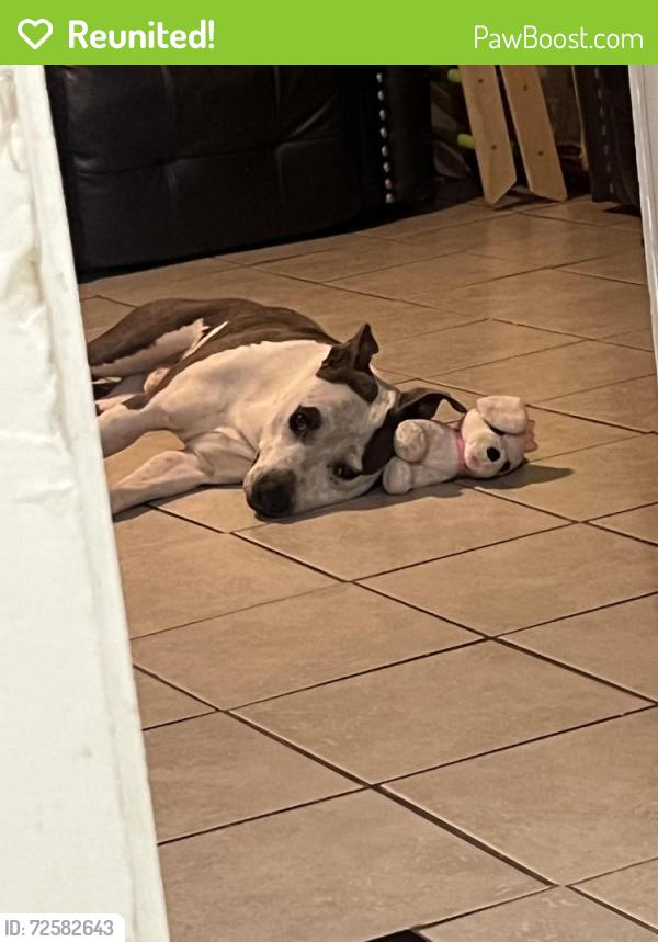 Reunited Male Dog last seen 41st and Milwaukee, Denver, CO 80216