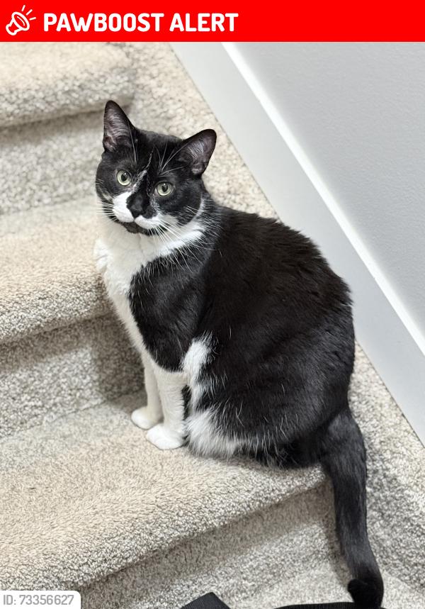 Lost Female Cat last seen Darlington Drive, Sherwood Park, AB T8H 5L8