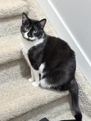 Lost Female Cat last seen Darlington Drive, Sherwood Park, AB T8H 5L8