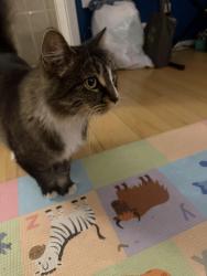 Found/Stray Unknown Cat last seen Victory and raymond, Glendale, CA 91201