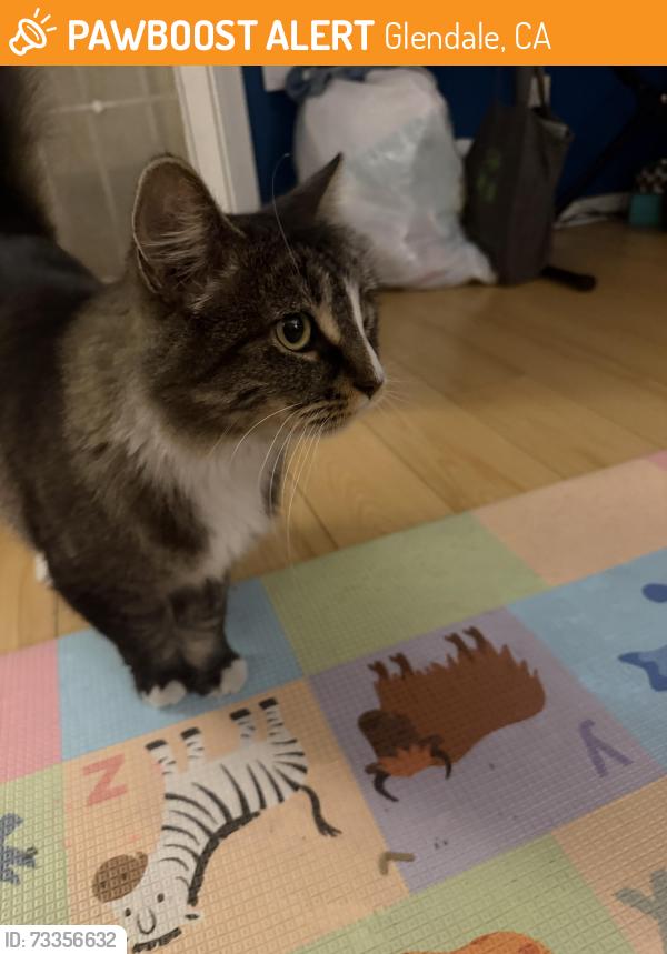 Found/Stray Unknown Cat last seen Victory and raymond, Glendale, CA 91201