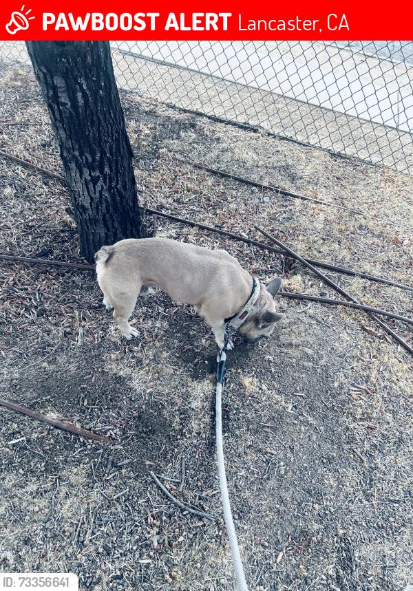 Lost Male Dog last seen Joshua Elementary school, Lancaster, CA 93535