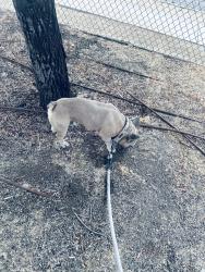 Lost Male Dog last seen Joshua Elementary school, Lancaster, CA 93535
