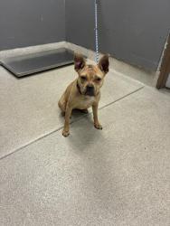 Shelter Stray Female Dog last seen Near BLOCK JACKSON BLUFF RD, TALLAHASSEE FL 32304, 1125 Easterwood Dr, Tallahassee, FL 32311, USA