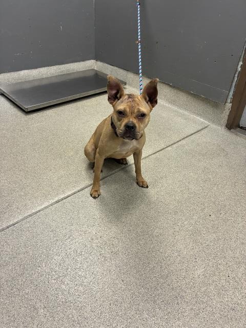 Shelter Stray Female Dog last seen Near BLOCK JACKSON BLUFF RD, TALLAHASSEE FL 32304, 1125 Easterwood Dr, Tallahassee, FL 32311, USA