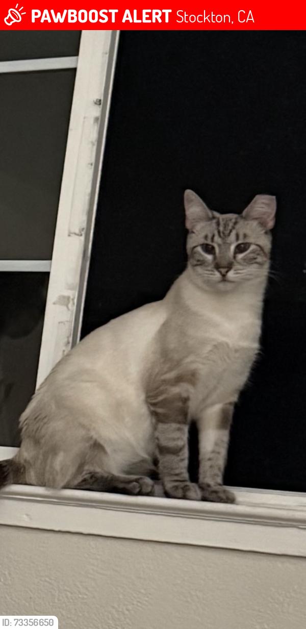 Lost Male Cat last seen Stockton downtown, Stockton, CA 95202