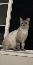 Lost Male Cat last seen Stockton downtown, Stockton, CA 95202