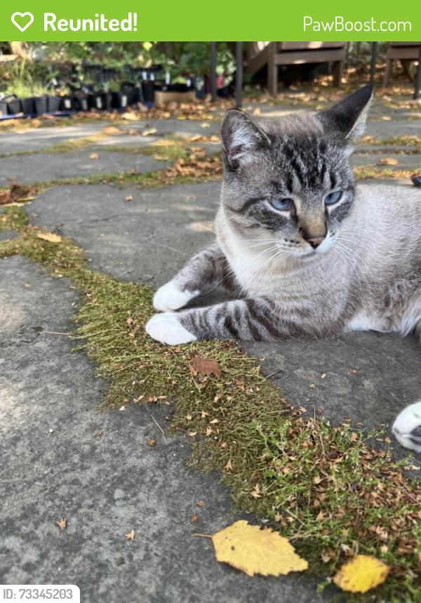 Reunited Male Cat last seen 30th Avenue and NE 95th St., Seattle, WA 98115