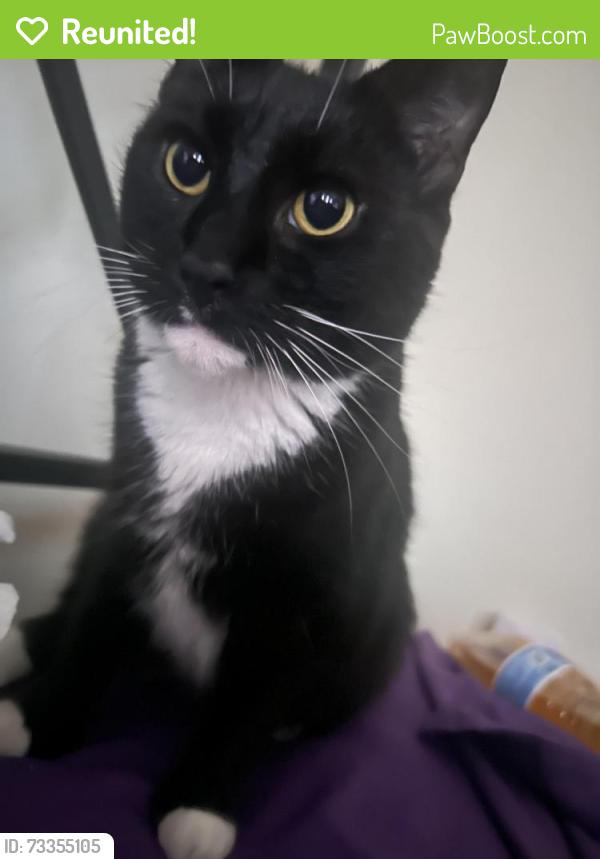 Reunited Female Cat last seen Red roof inn, rivertowne, Burger King, labcorp, Oxon Hill, MD 20745