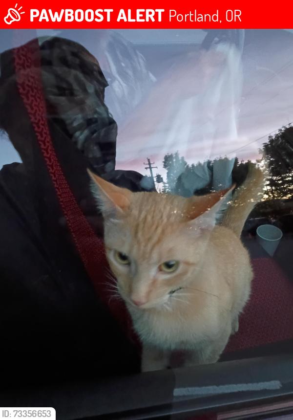 Lost Male Cat last seen East of MLK, Portland, OR 97211