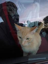 Lost Male Cat last seen East of MLK, Portland, OR 97211