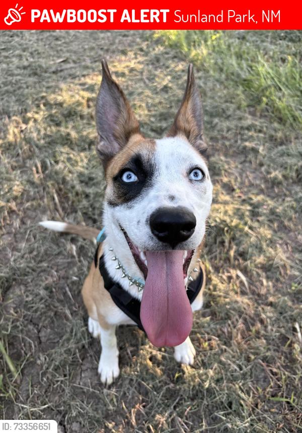 Lost Female Dog last seen Mcnutt, Sunland Park, NM 88063