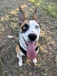 Lost Female Dog last seen Mcnutt, Sunland Park, NM 88063