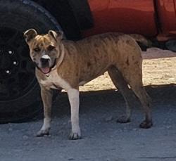 Found/Stray Female Dog last seen County Road 1119, Midland, TX 79705