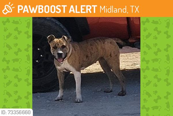 Found/Stray Female Dog last seen County Road 1119, Midland, TX 79705