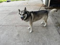 Lost Male Dog last seen Volta, Volta, CA 93635