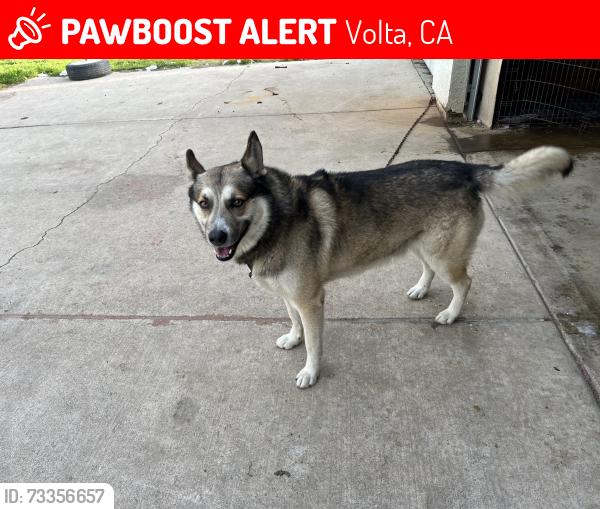 Lost Male Dog last seen Volta, Volta, CA 93635