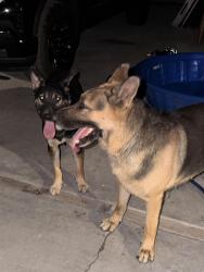 Found/Stray Male Dog last seen Division st, National City, CA 92113