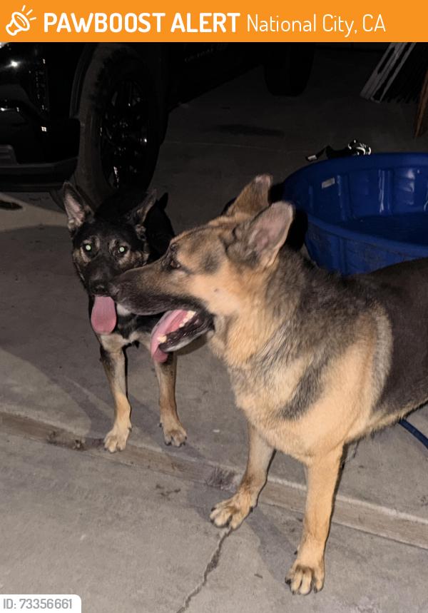 Found/Stray Male Dog last seen Division st, National City, CA 92113