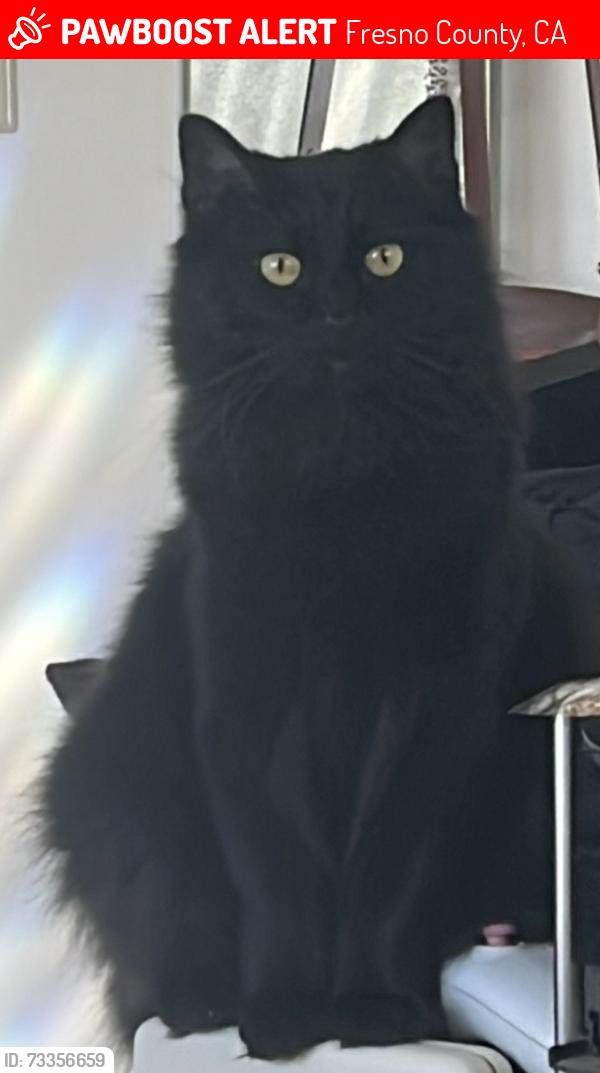 Lost Male Cat last seen Caruthers Ave and Walnut, Fresno County, CA 93609