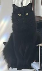 Lost Male Cat last seen Caruthers Ave and Walnut, Fresno County, CA 93609