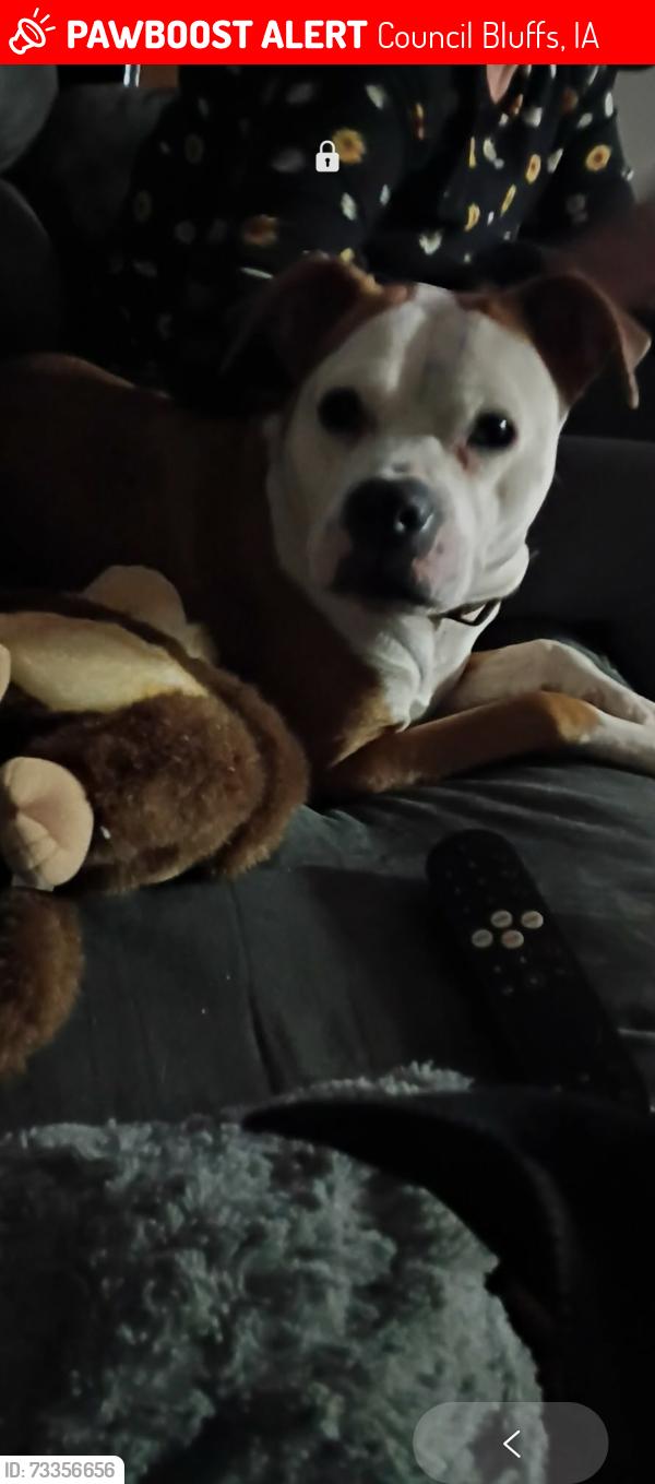 Lost Female Dog last seen Dollar tree on 8th St, Council Bluffs, IA 51503