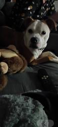 Lost Female Dog last seen Dollar tree on 8th St, Council Bluffs, IA 51503