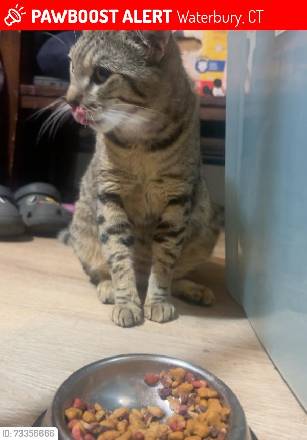 Lost Female Cat last seen northmain, Waterbury, CT 06704