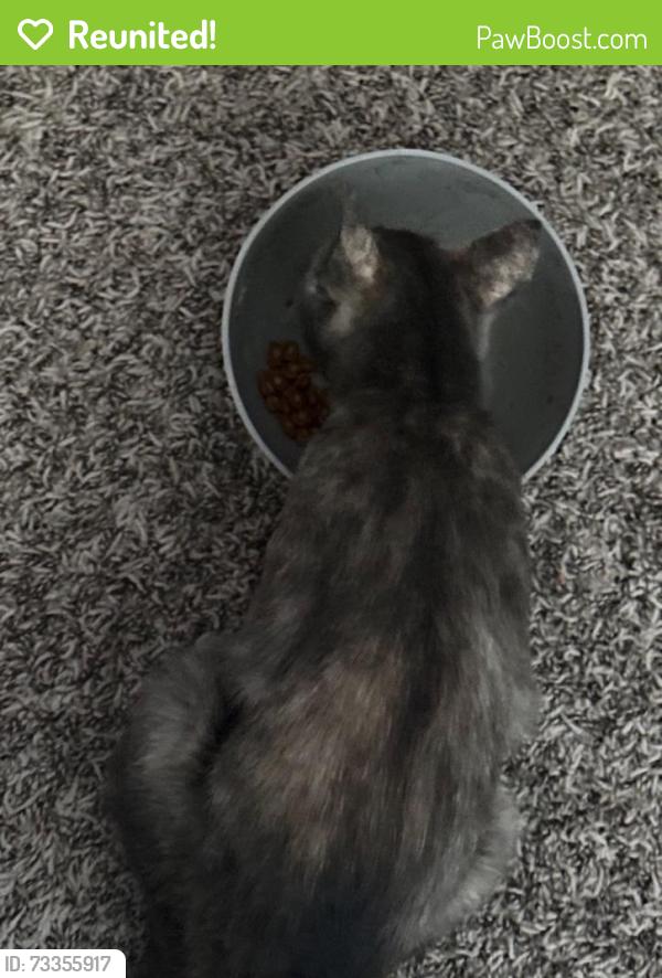 Reunited Female Cat last seen Around the hses on Sprucebark Dr at Crystal Falls Dr., Fort Worth, TX 76244