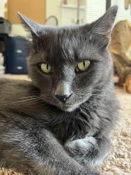 Lost Male Cat last seen Happy Vally Rd and Miller Rd, Scottsdale, AZ 85255