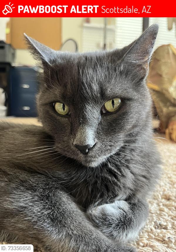 Lost Male Cat last seen Happy Vally Rd and Miller Rd, Scottsdale, AZ 85255