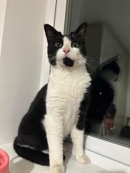 Lost Male Cat last seen The avenue, The Common, Patchway, Patchway, England 