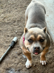 Reunited Female Dog last seen 18th ave buckeye rd, Phoenix, AZ 85007