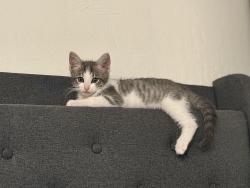Reunited Female Cat last seen Rex Rd, Hayward, CA 94541, USA, Hayward, CA 94541